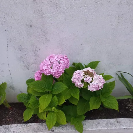 Bela Vista Apartment