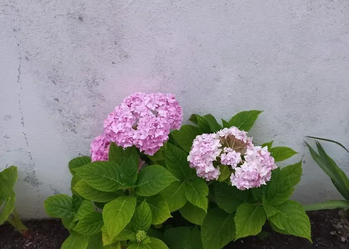 Bela Vista Appartamento